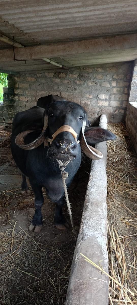 થંબનેલ 3