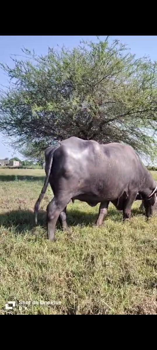 થંબનેલ 3