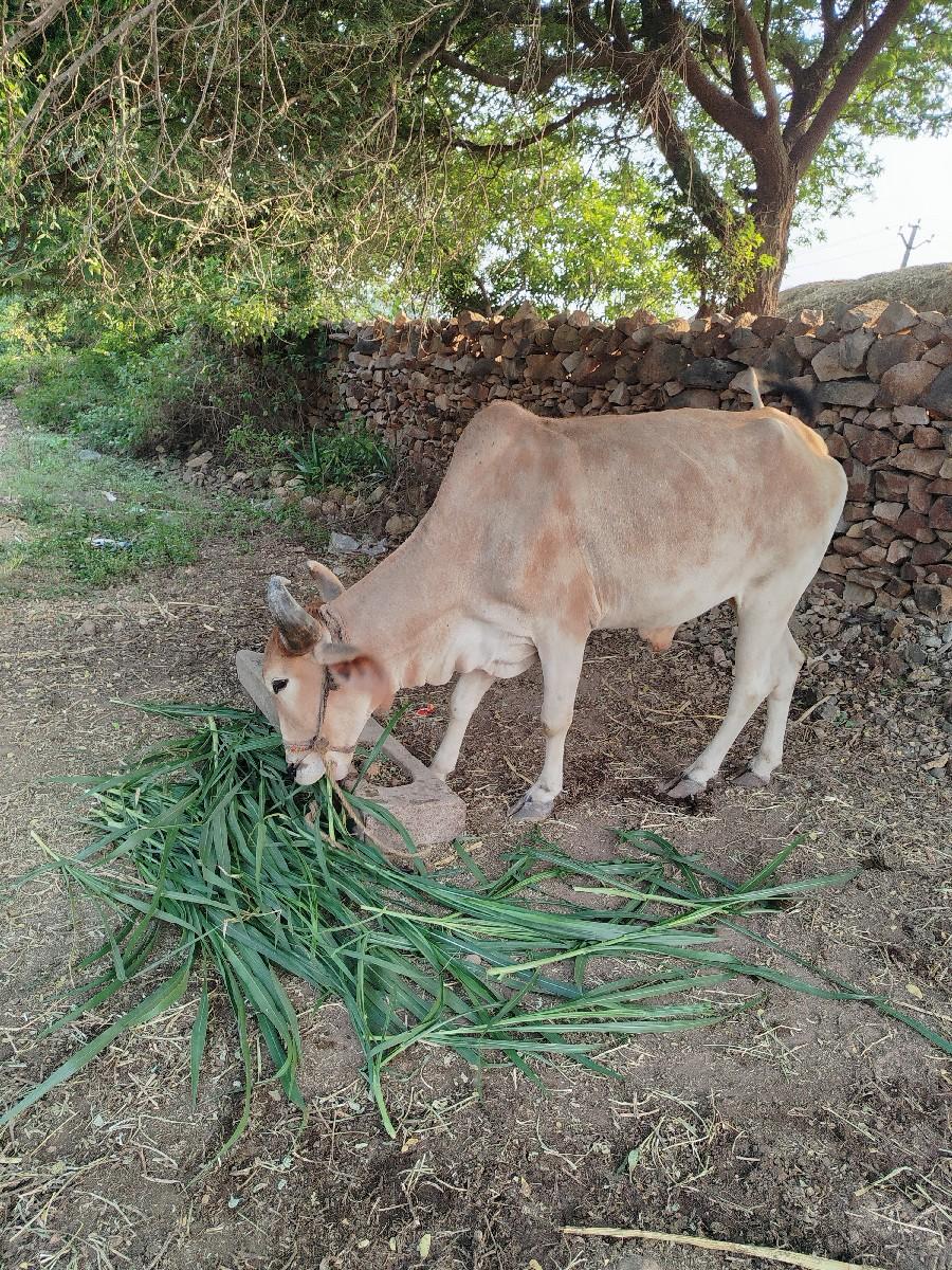 બીજી ધરના બળદ વેચવાના છે