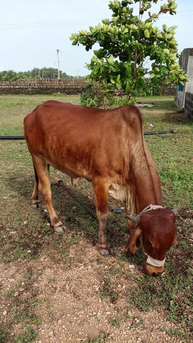 થંબનેલ 2