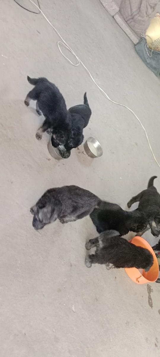 જર્મન સેફર