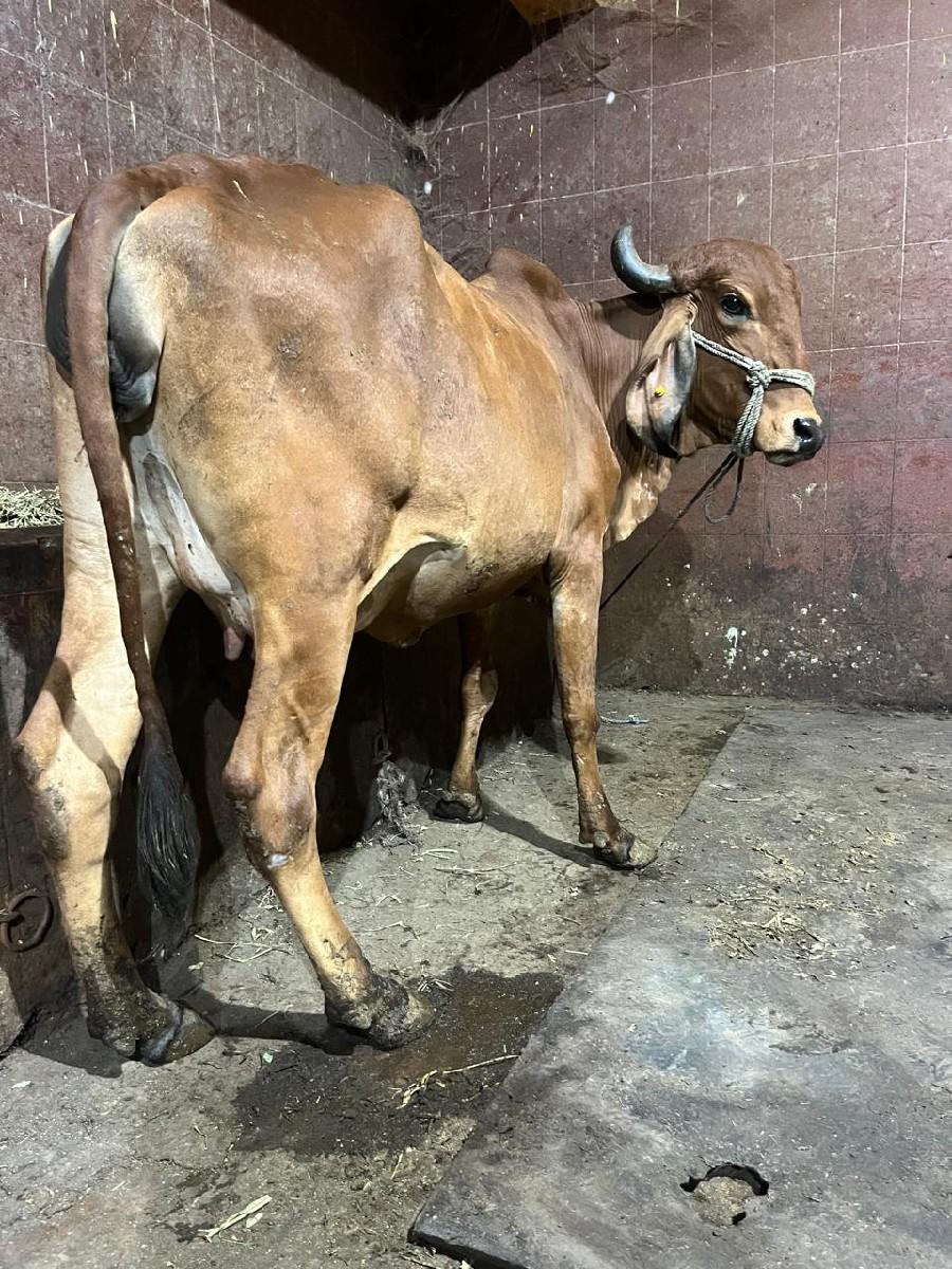 ગાય વેચવાની છે