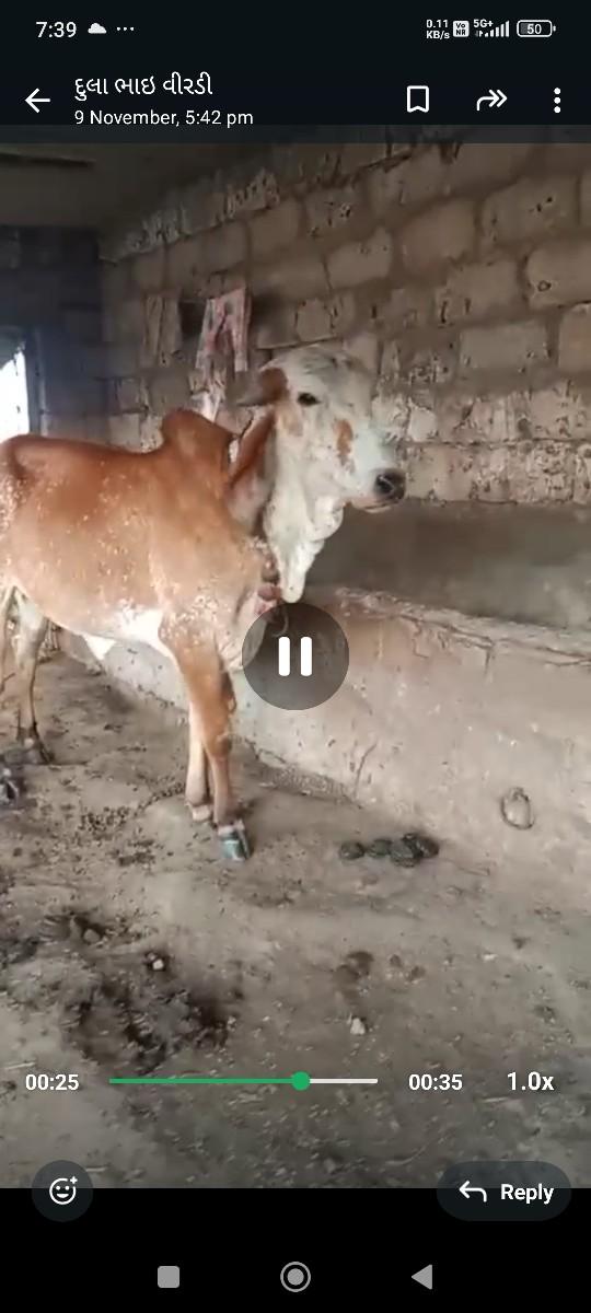 થંબનેલ 3