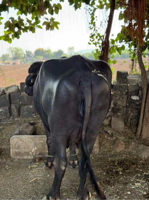 થંબનેલ 3