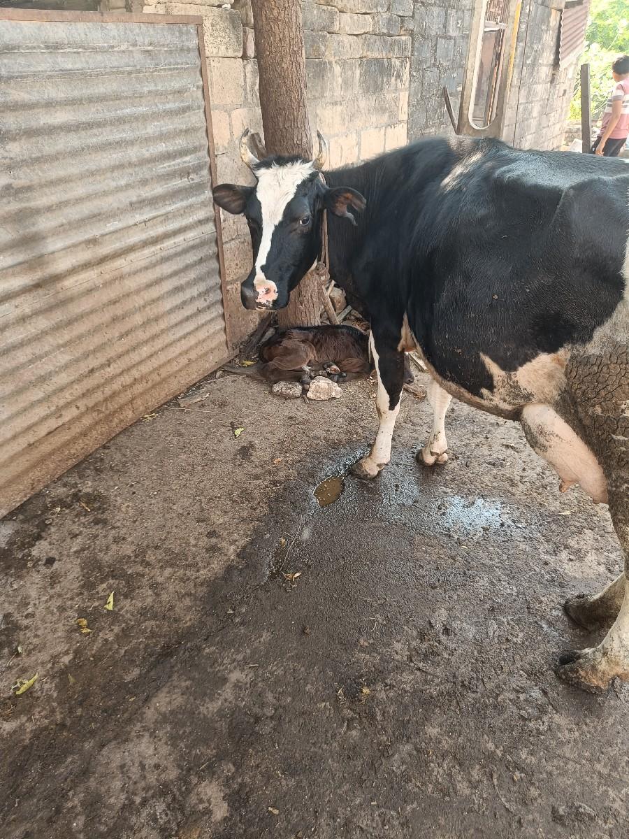 જર્સી ગાય વેચવાની છે બીજું  વેતર