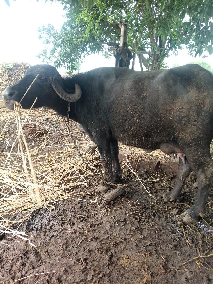 થંબનેલ 2