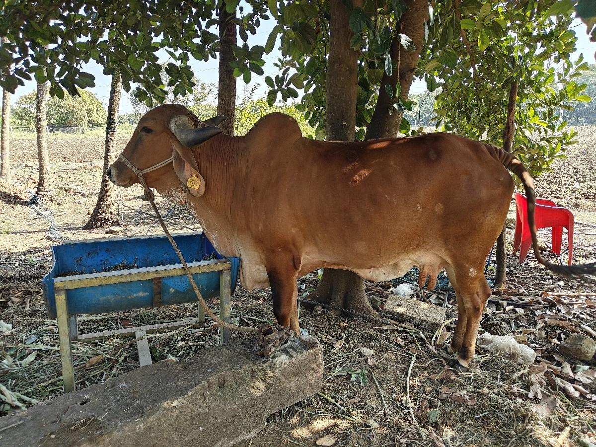 થંબનેલ 2