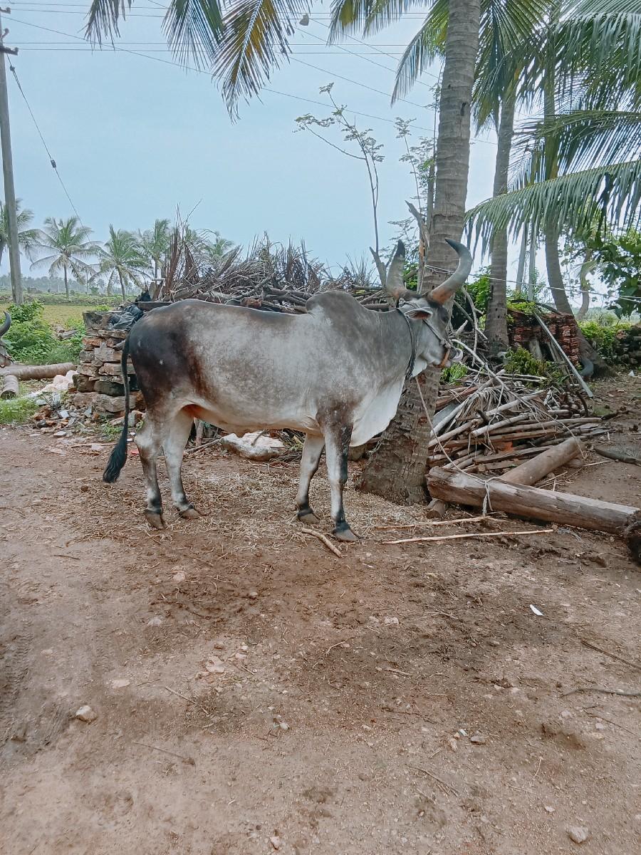 થંબનેલ 3