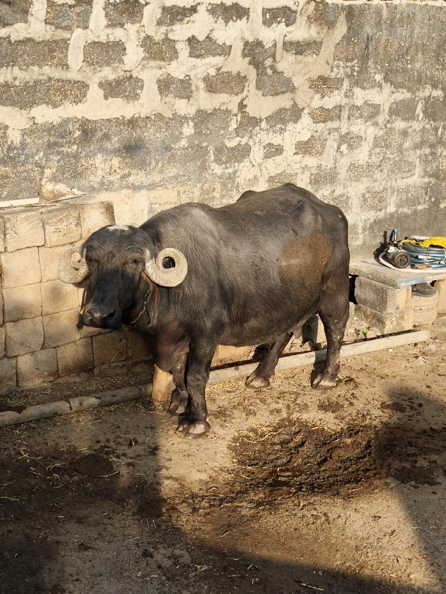 થંબનેલ 3