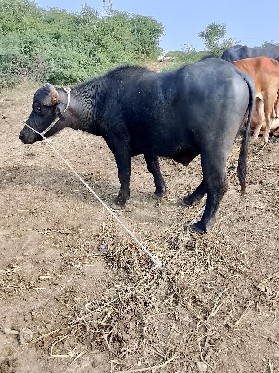 થંબનેલ 2