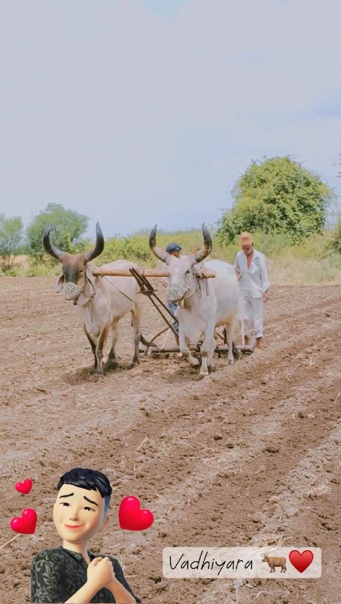 આ બળદ વેચવાના છે