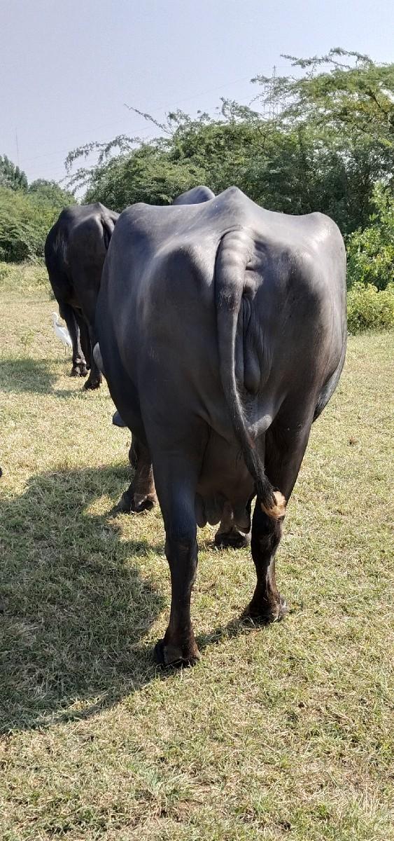 ભેંસ વેચવાની છે