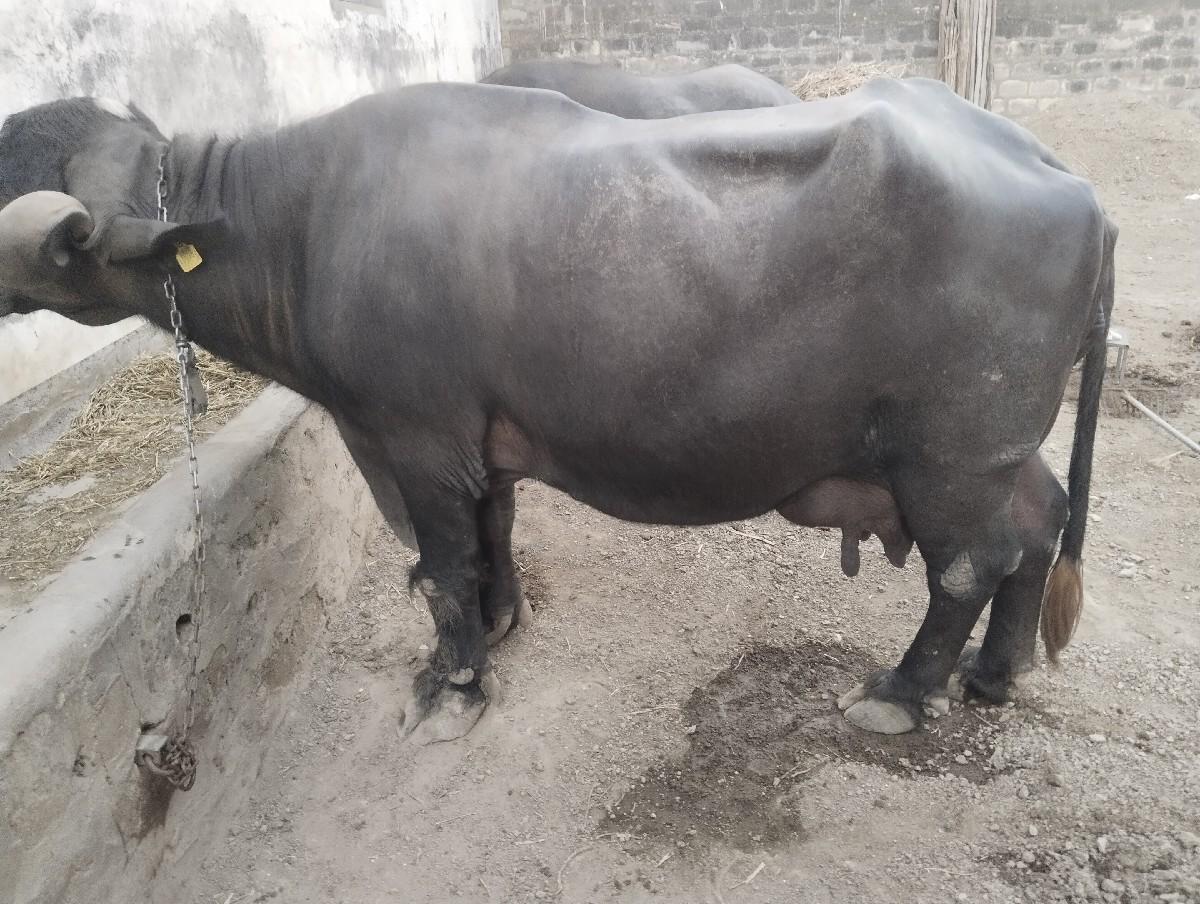 થંબનેલ 3