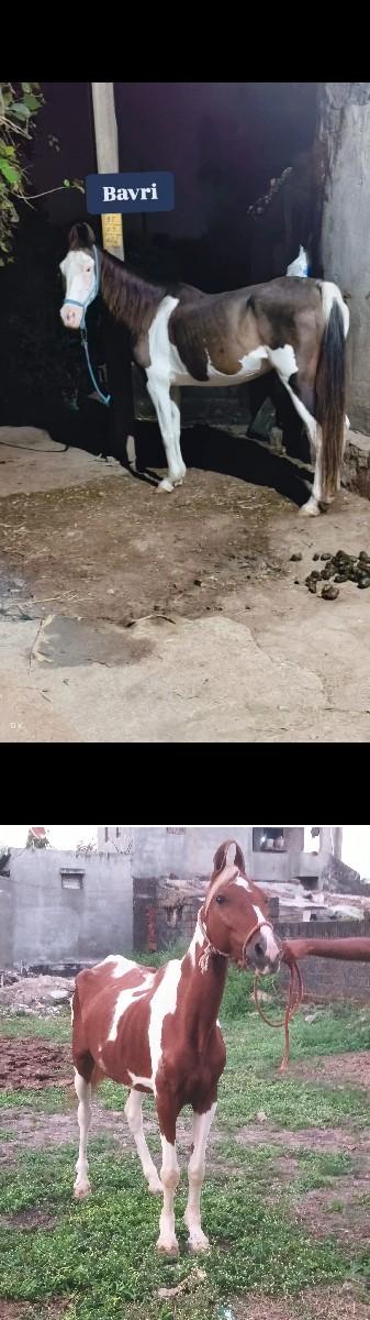 થંબનેલ 3