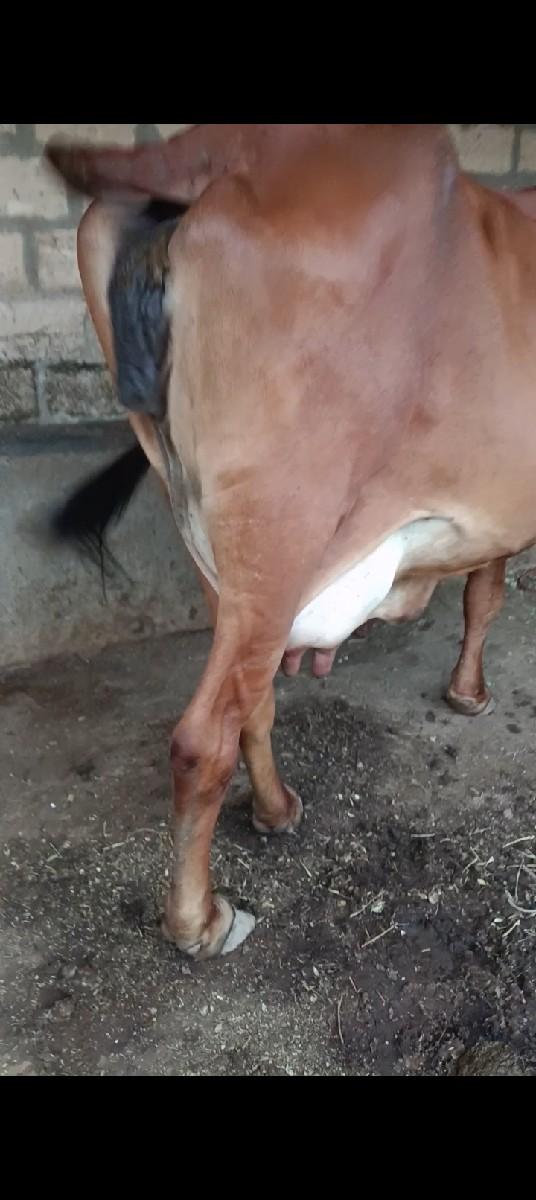 થંબનેલ 2