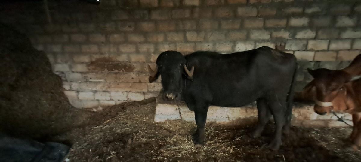 થંબનેલ 2