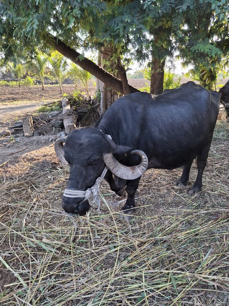 થંબનેલ 2