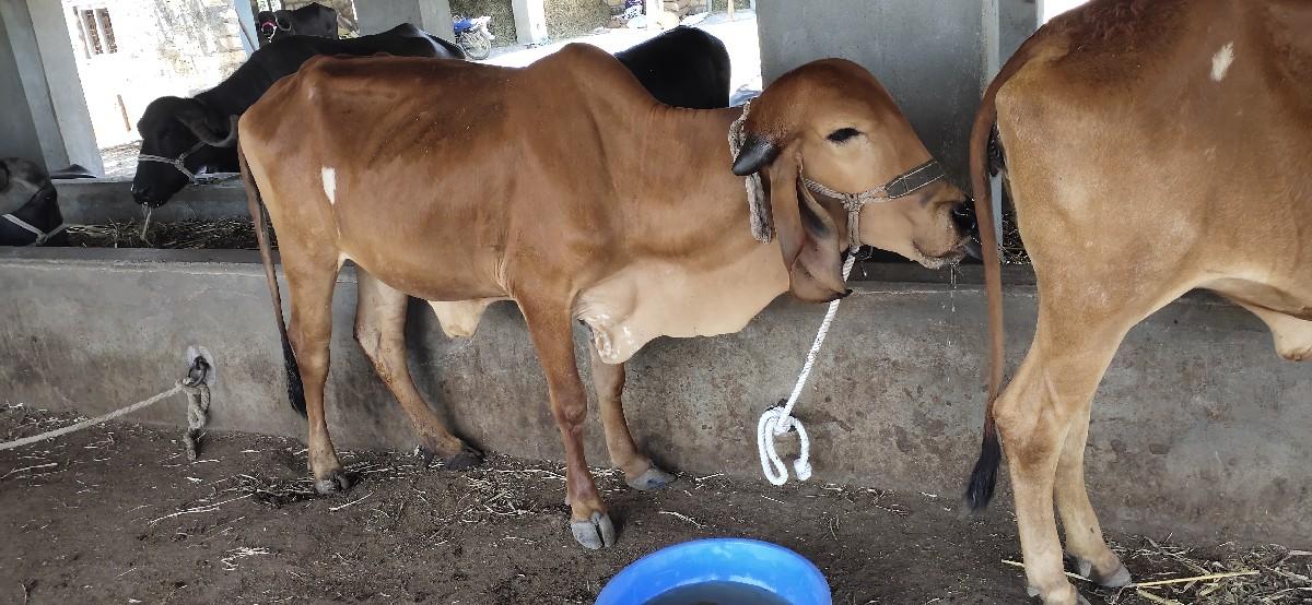 થંબનેલ 2