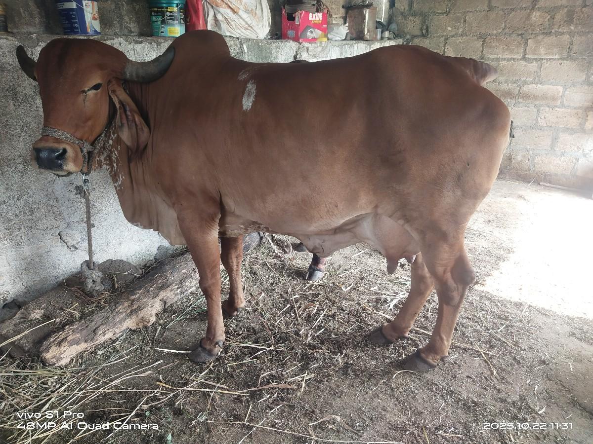 થંબનેલ 3