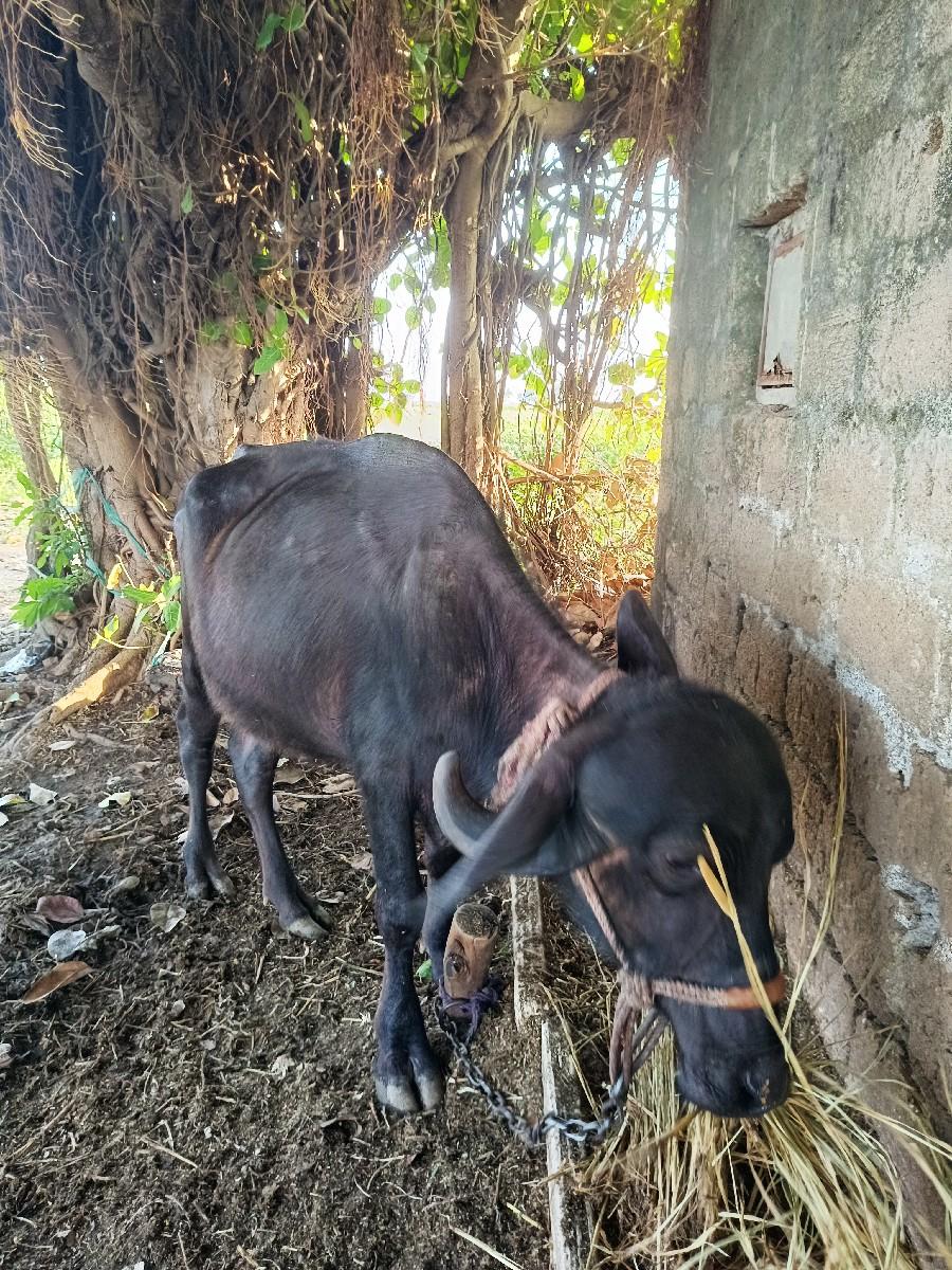 થંબનેલ 2