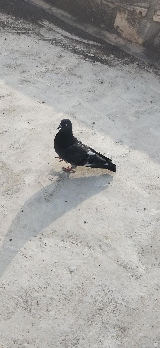 થંબનેલ 3