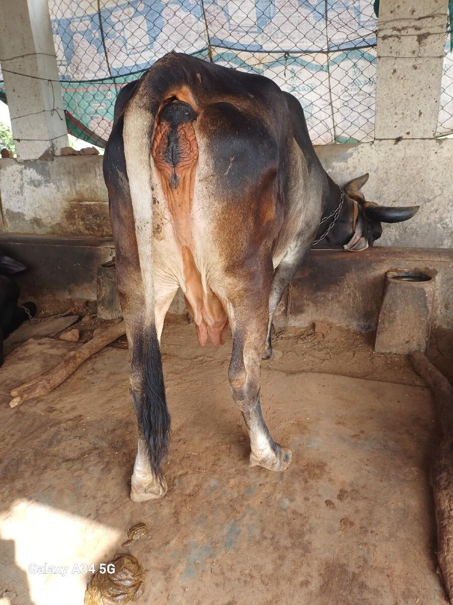 थंबनेल 3