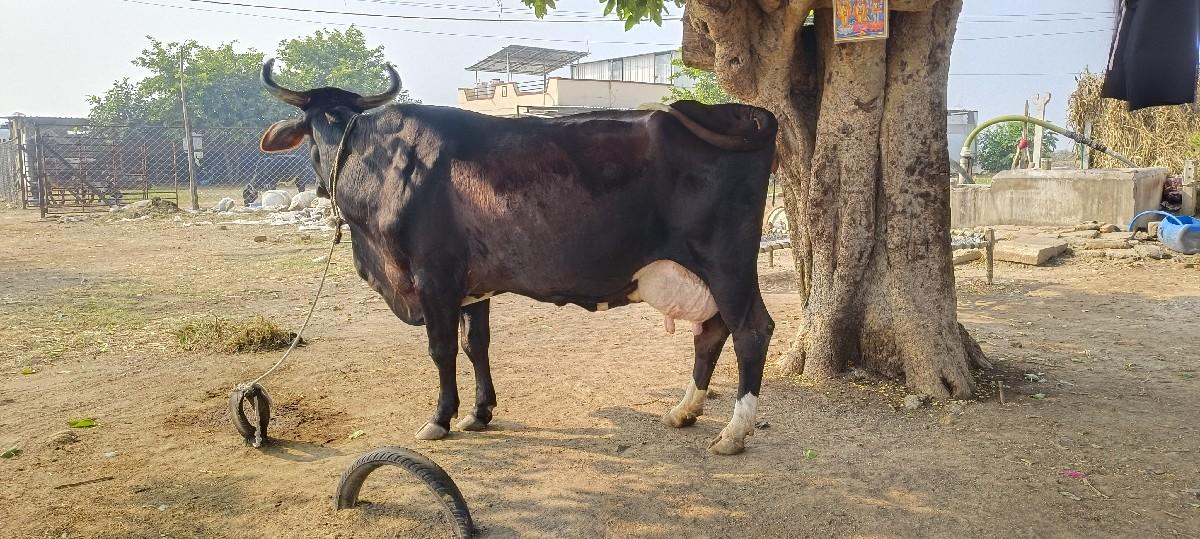 થંબનેલ 2