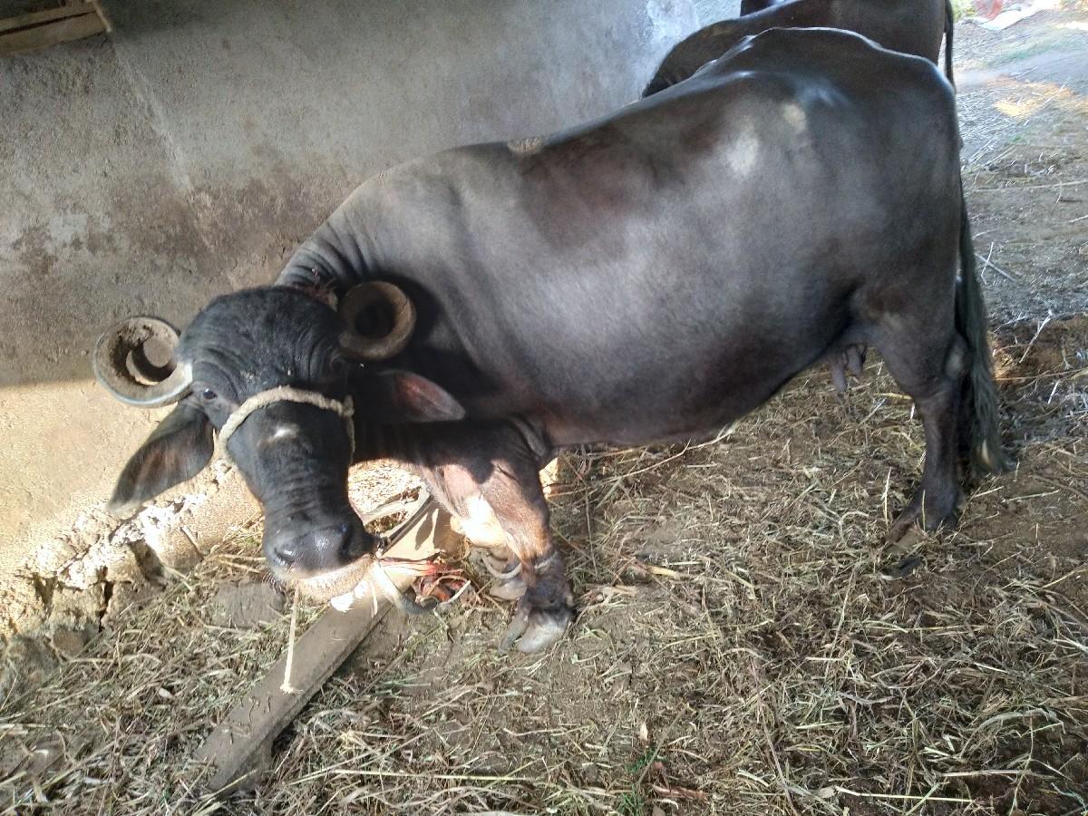 થંબનેલ 2