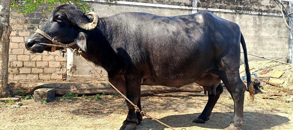 થંબનેલ 2