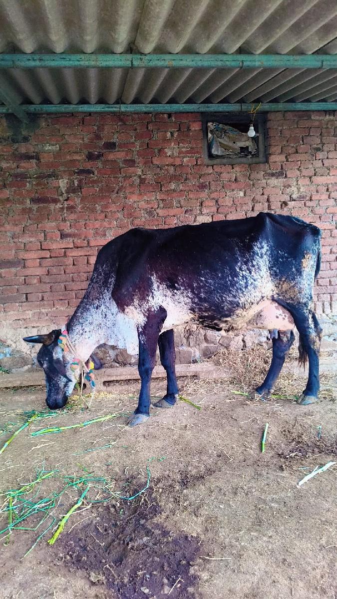 થંબનેલ 2