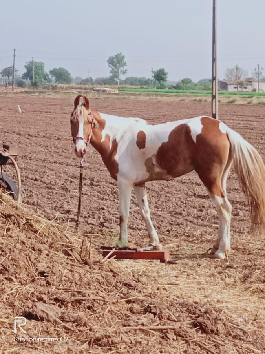 થંબનેલ 2