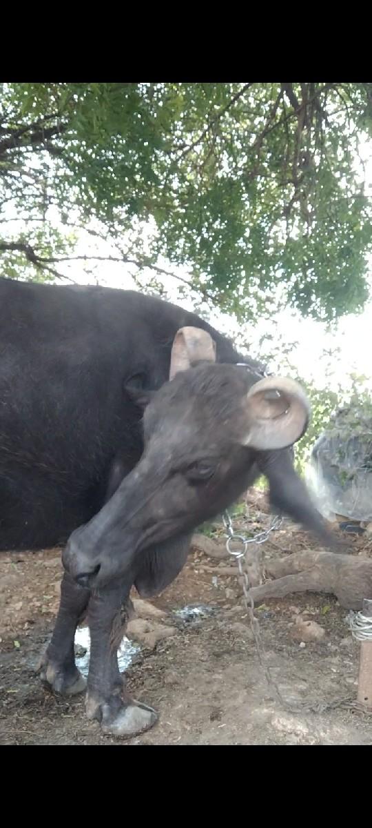 થંબનેલ 2