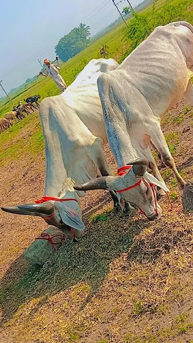 થંબનેલ 3