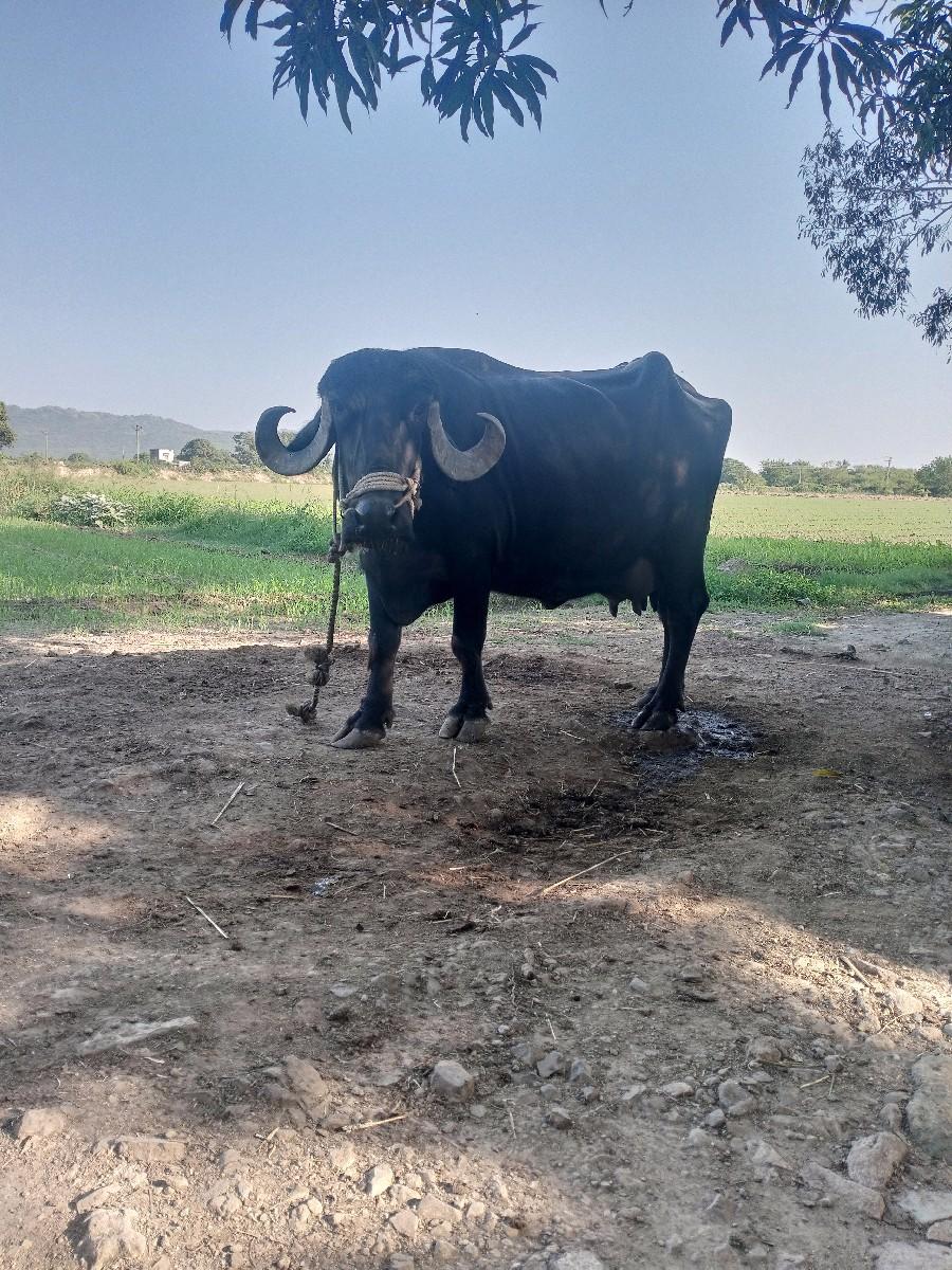 થંબનેલ 3