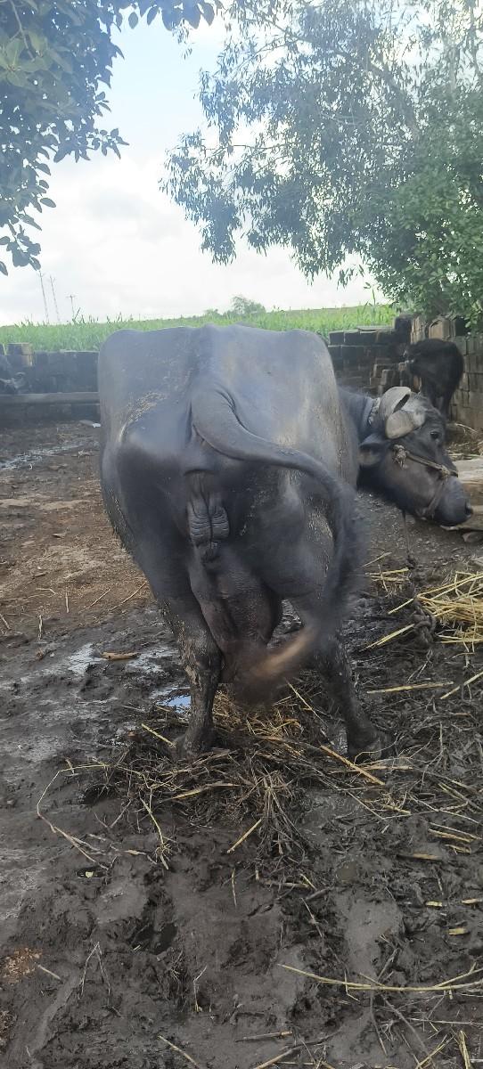 થંબનેલ 2