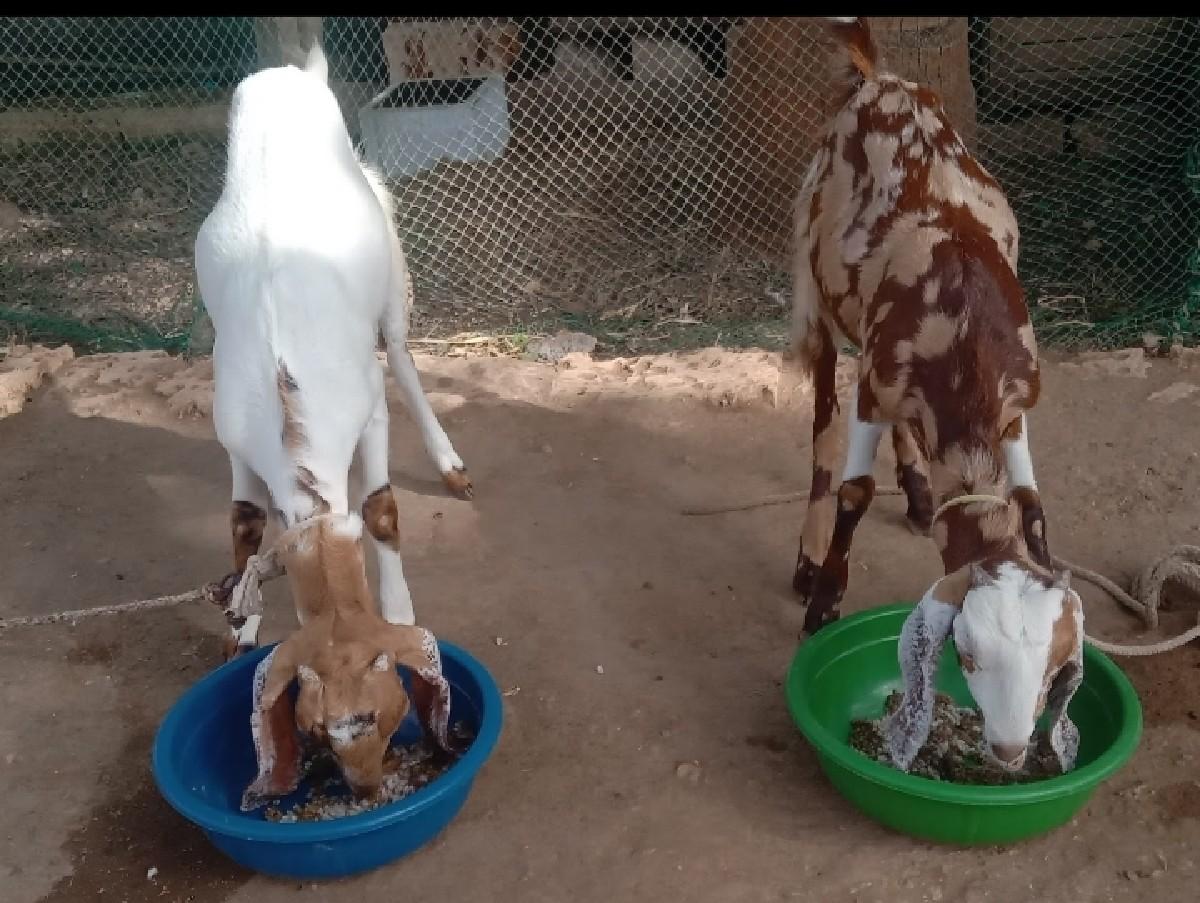 થંબનેલ 3