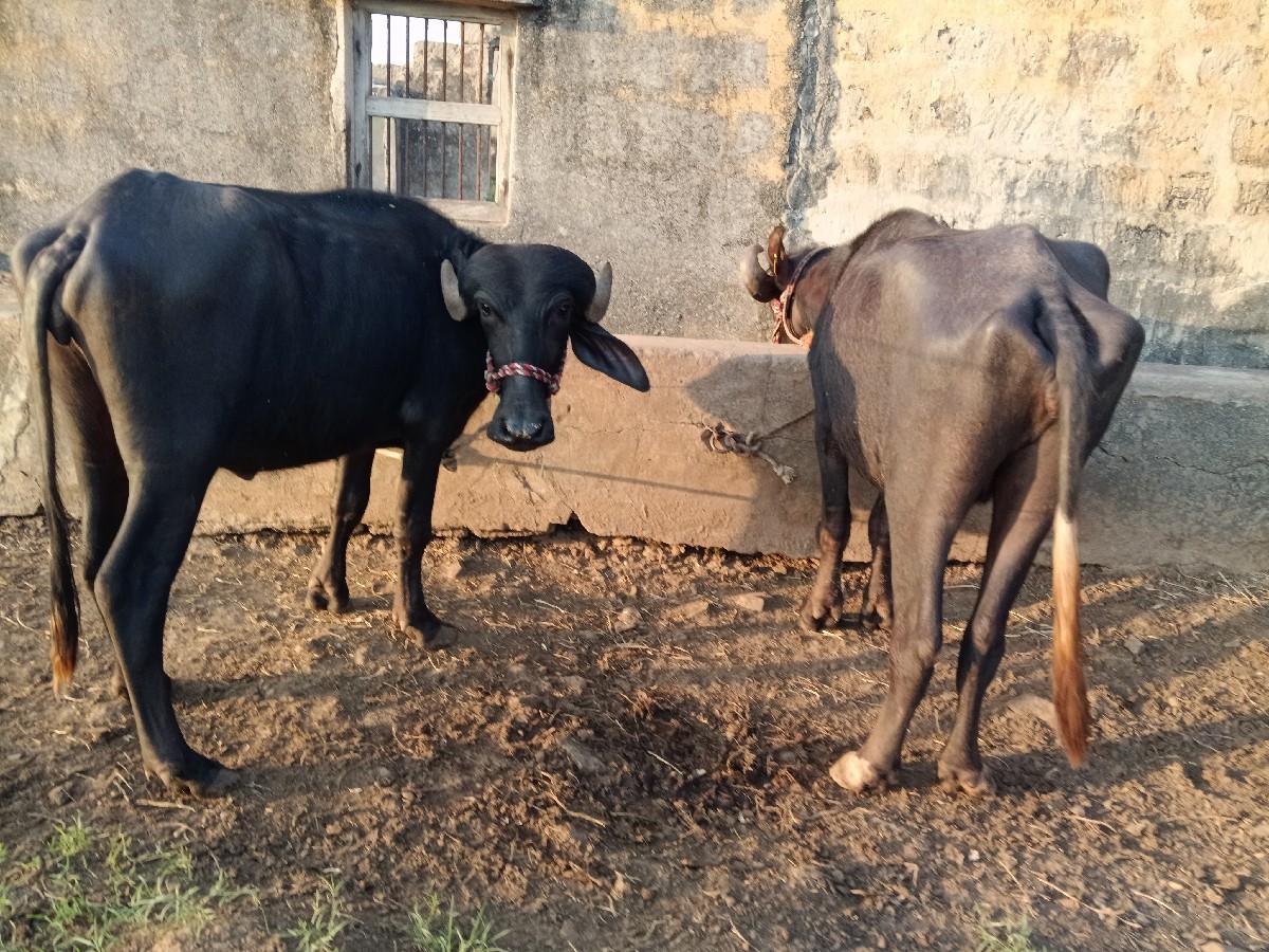 થંબનેલ 2