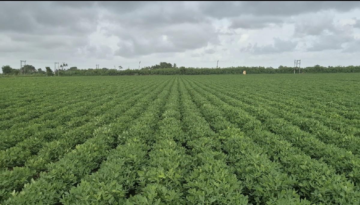 6 વિઘાનું માંડવીયુ વેચવાનું છે