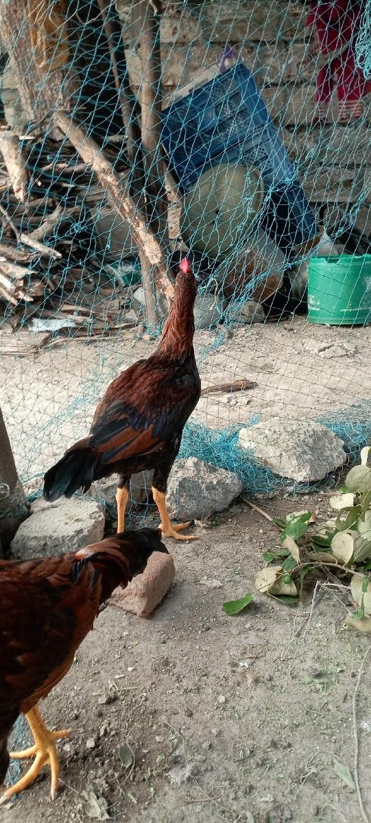 થંબનેલ 2