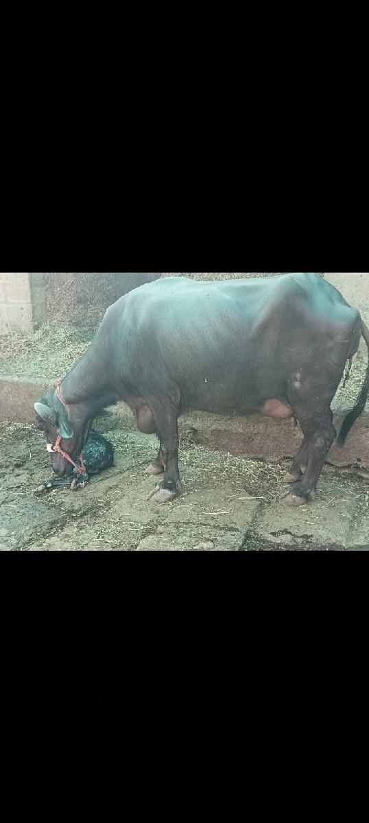 થંબનેલ 2