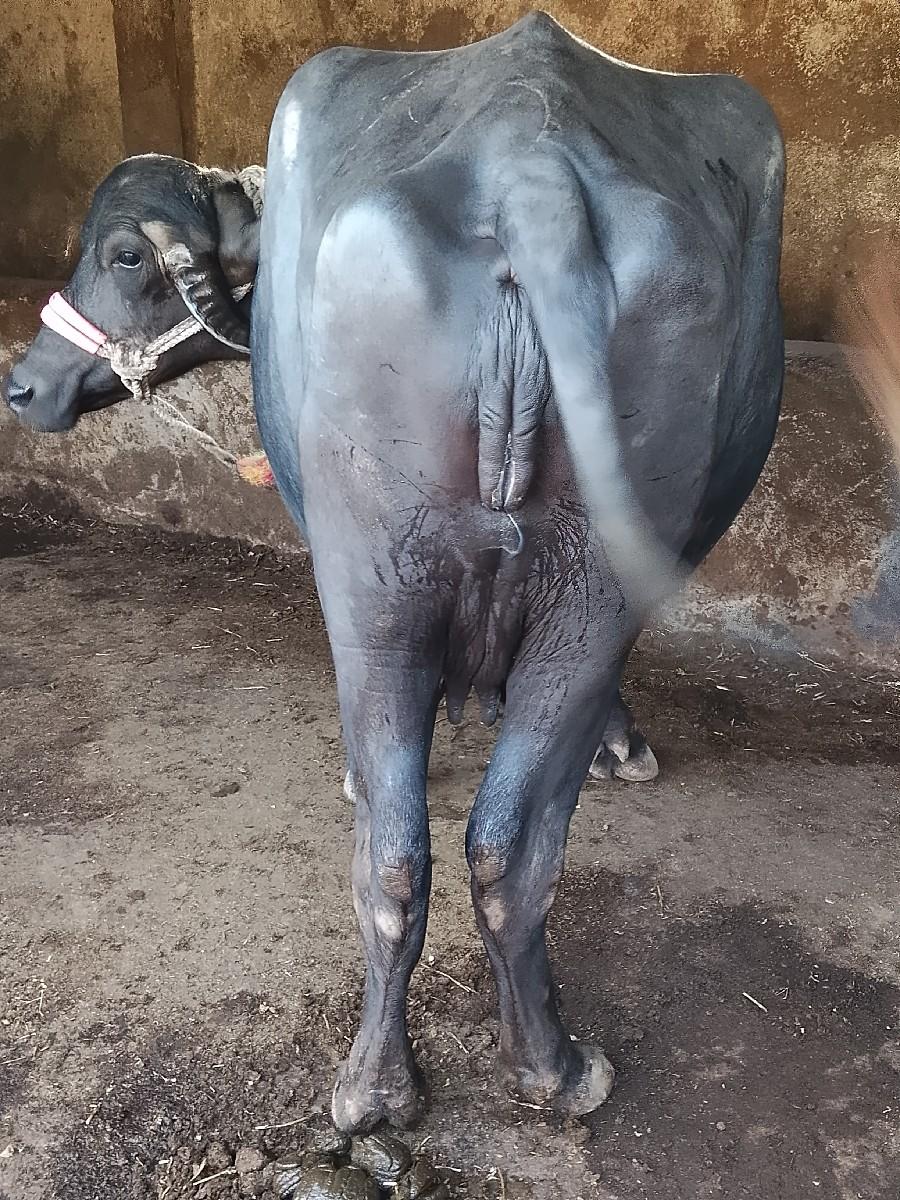 થંબનેલ 2