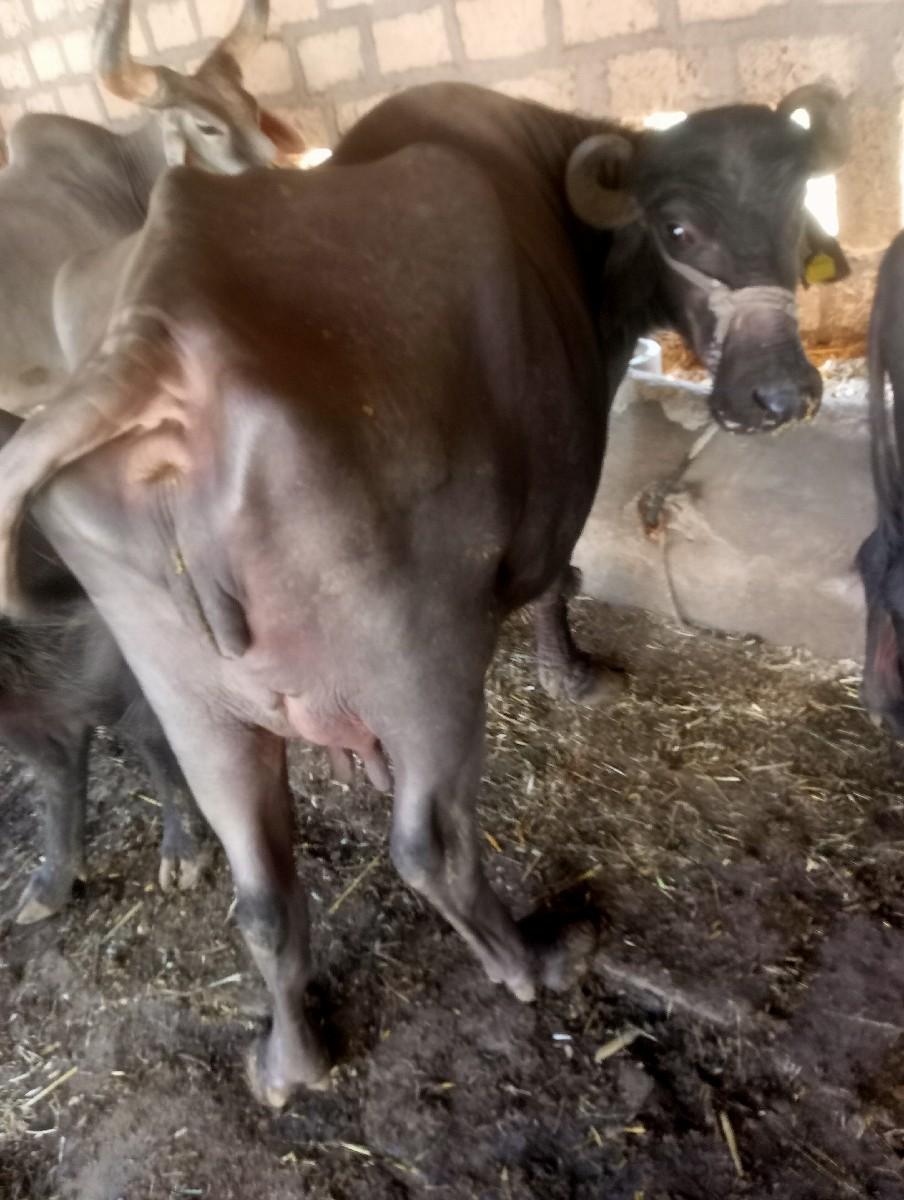 થંબનેલ 2