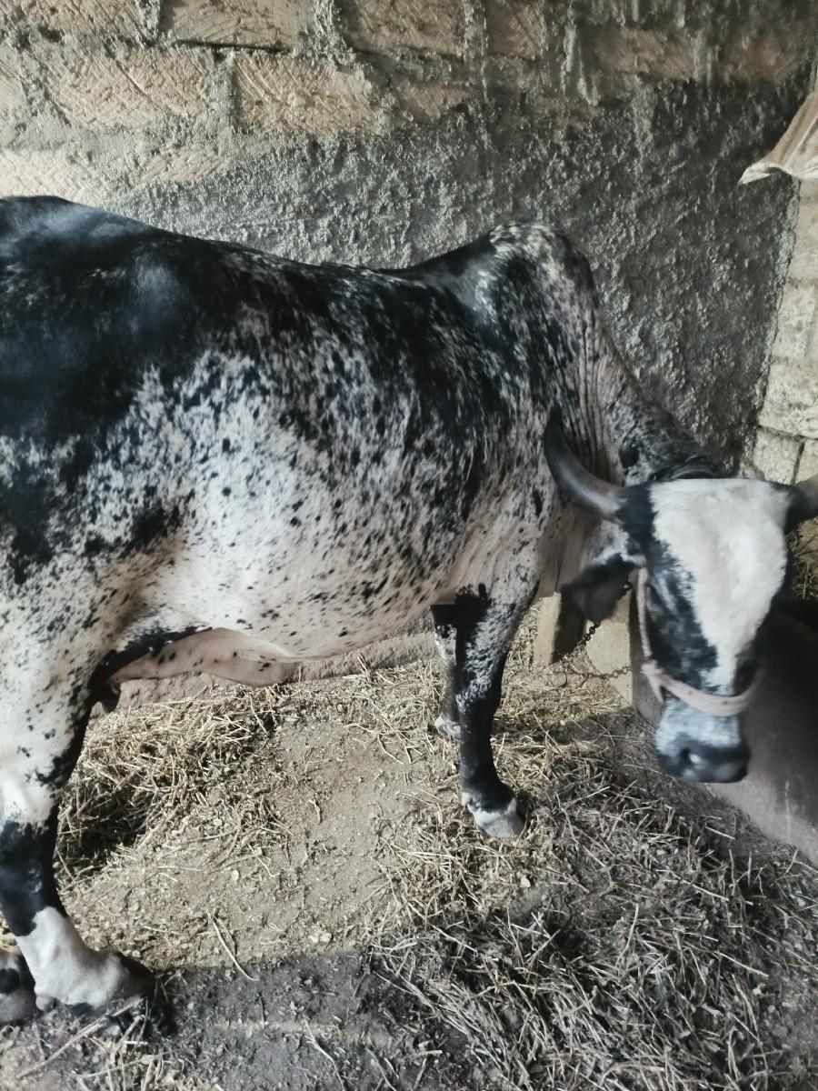 થંબનેલ 2