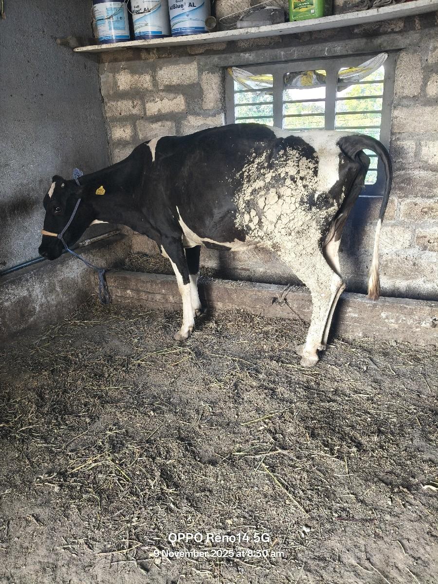 મફત આપી દેવાની છે