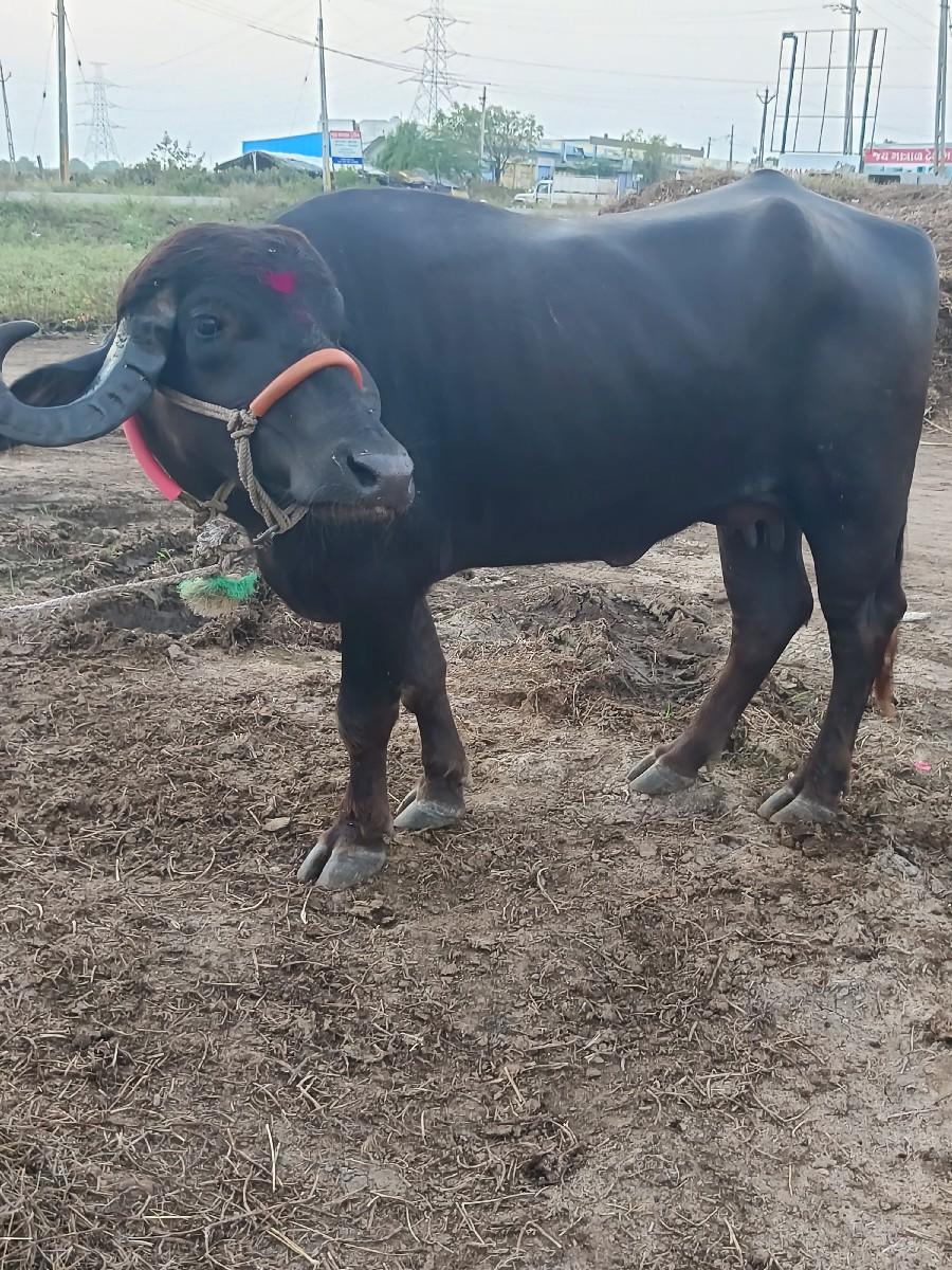 થંબનેલ 2