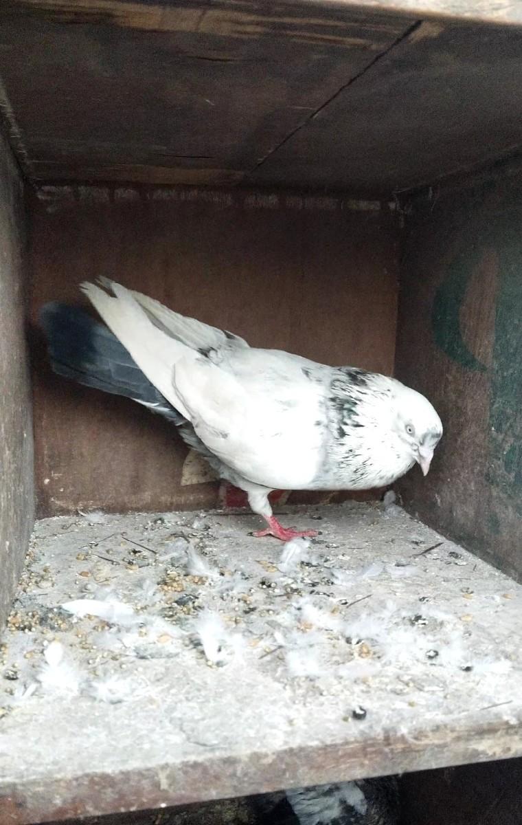 થંબનેલ 2