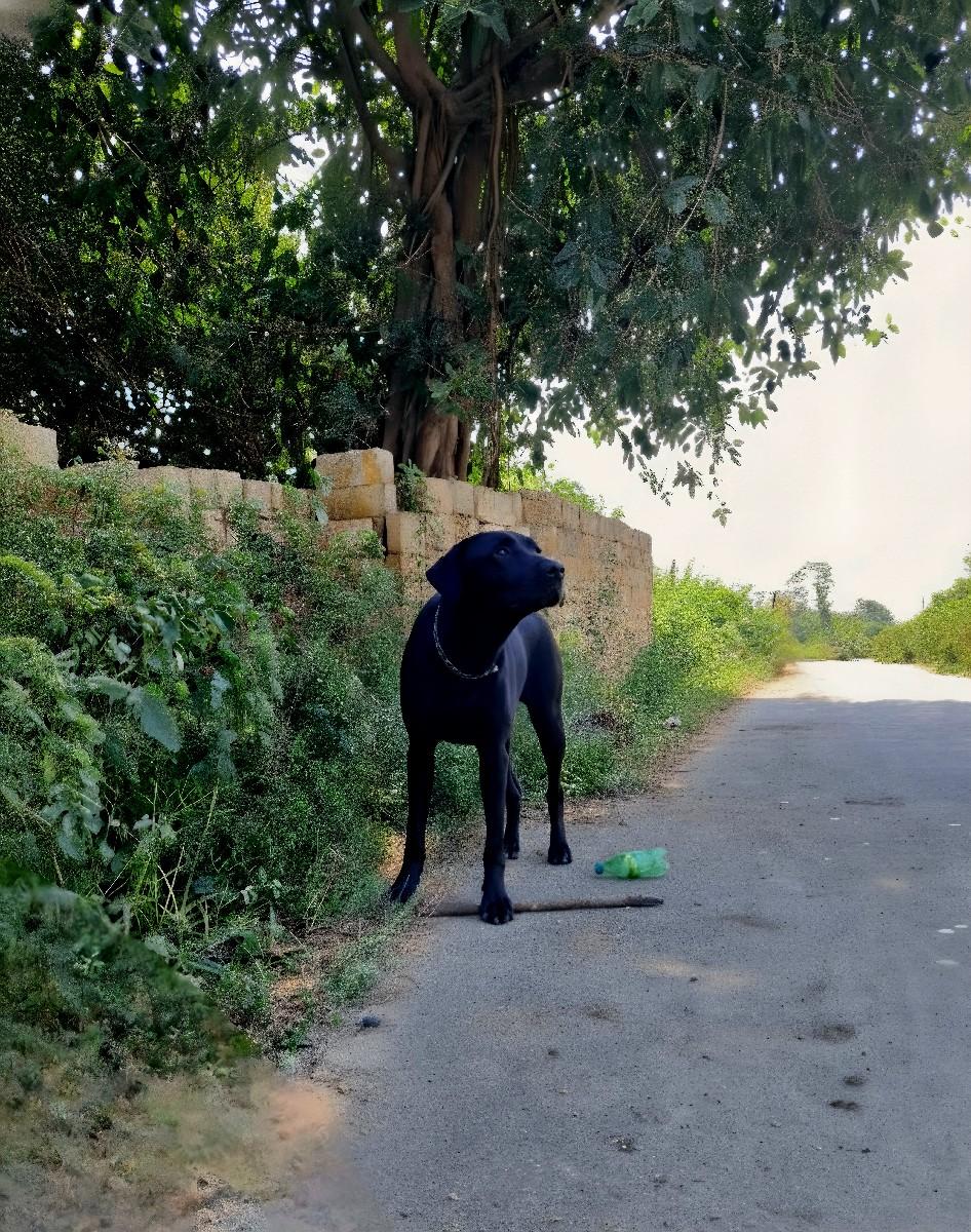 થંબનેલ 2