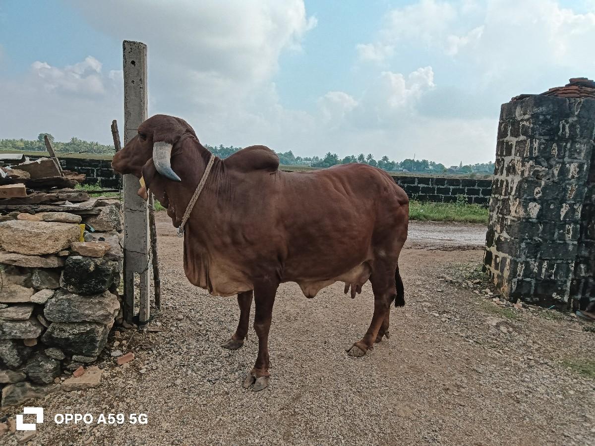 થંબનેલ 2