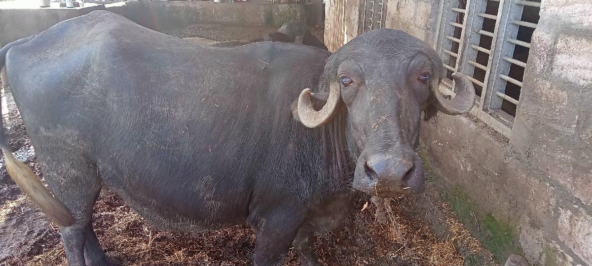 થંબનેલ 3