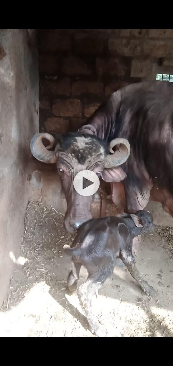 ભેશ વેશવાની છે